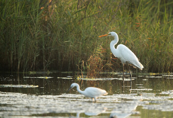 The Great Egret and the lttle egret