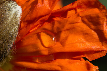 Mohnblüte Mohnblume blütenblatt orange regentropfen makro