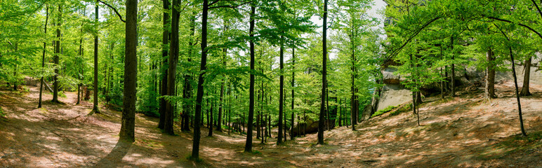 Fototapeta premium Beauitful green forest photo. Pine trees and a path in the forest. Summer mountain background. Rila mountain, Bulgaria
