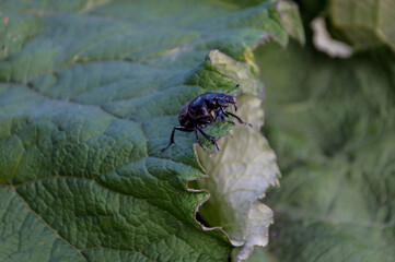 Agricultural pest: black may beetle - Lethrus apterus - crawls on a burdock leaf.