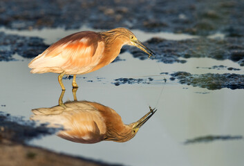 Indian pond heron with a  fish