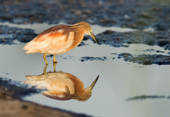 Indian pond heron at Asker Marsh, Bahrain