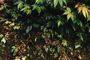 Creative nature layout made of tropical leaves. Summer concept.