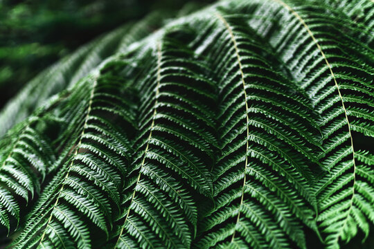 Perfect natural fern pattern. Beautiful background made with young green fern leaves.