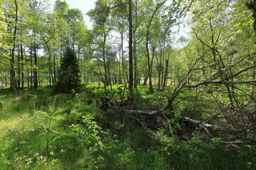 Fototapeta na wymiar The spring forest in full bloom on the lake