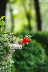 stone vase with  red flowers  in a garden