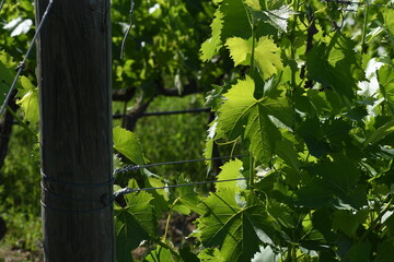 beutiful young green vine leaves on vineyards in Chianti region near Greve in Chianti. Tuscany. Italy.
