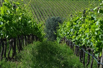 Fototapeta na wymiar rows of young green vineyards in Chianti region near Greve in Chianti, Tuscany. Italy.