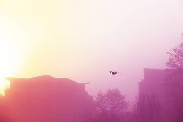 Obraz na płótnie Canvas hazy winter sunrise - yellow pink filter
