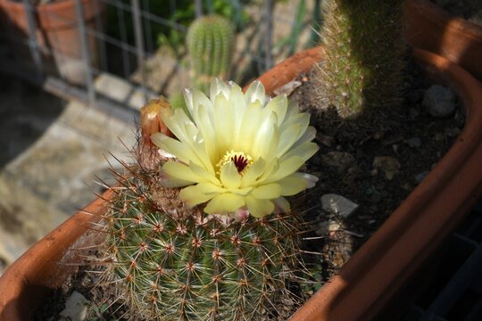 yellow cactus flower. macro shot