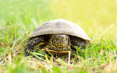 Little tortoise basking in the sun