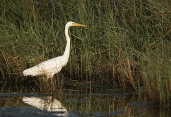 Great Egret at Asker Marsh, Bahrain