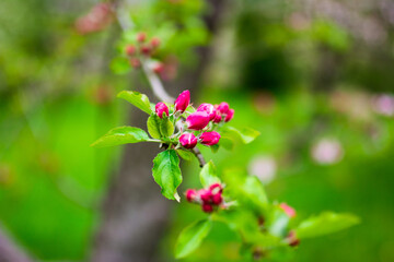 Zweig Ast Baum Kirschblüte Apfelblüte rosa Blüten Bokeh