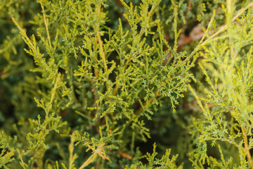 Natural evergreen pine  tree branches background