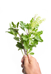 Closeup green fresh basil leaves (Ocimum basilicum) and flower isolated on white background. Herbal medicine plant concept.Top view. Flat lay.
