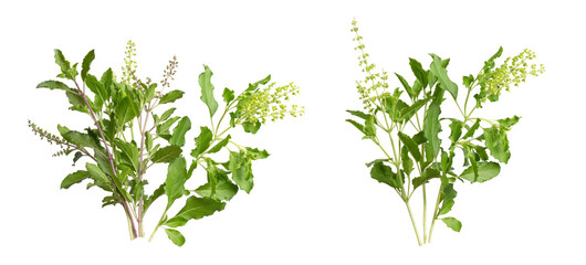 Closeup green fresh basil leaves (Ocimum basilicum) and flower isolated on white background. Herbal medicine plant concept.Top view. Flat lay.
