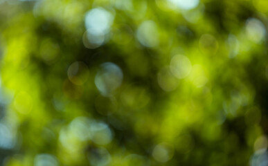 Naklejka na ściany i meble Green leaves blurred on a beautiful green backdrop Can be used as a wallpaper And has space for text input Refreshing natural green world concept