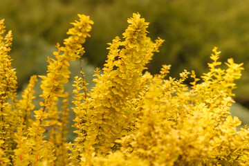 Yellow plant with small leaves on shallow background 