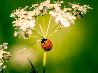ladybug
