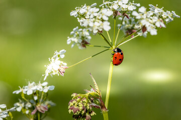 Obraz na płótnie Canvas ladybug