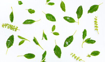 Closeup green fresh basil leaves (Ocimum basilicum) and flower isolated on white background. Herbal medicine plant concept.Top view. Flat lay.
