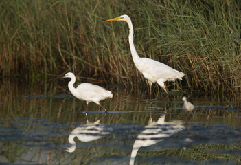 The Great Egret and the little egret at Asker Marsh, Bahrain