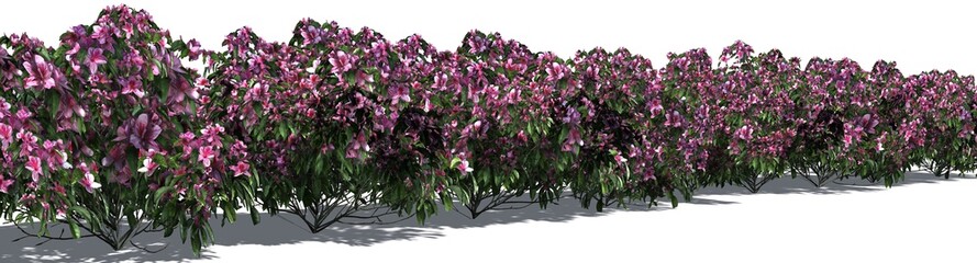 Fototapeta premium Azalea hedge in red bloom - shadow on the ground against white background - 3D illustration
