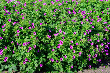 Many delicate vivid pink flowers of Geranium pratense wild plant, commonly known as 
meadow crane's-bill or meadow geranium, in a garden in a sunny summer day, beautiful outdoor floral background