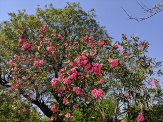 Pink flowering tree