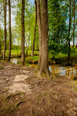 Beautiful place. A river formed from a holy spring flows between trees. The roots of trees rising from the bowels of the earth penetrate the shore.