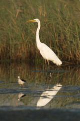 Great Egret at Asker Marsh and a bokeh of stilt
