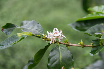 Coffee tree white flowers in flowering season