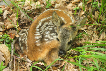 roe deer puppy in the forest