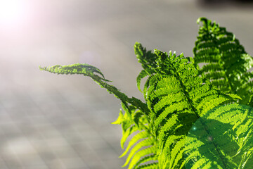 young green fern leaves in backlight. Fern branch in the sun on a spring morning.