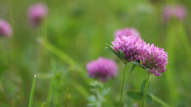 Closeup low angle point of video shoot of beautiful fresh purple blooming clover flowers growing outside in country spring or summer meadow or field. Natural background.