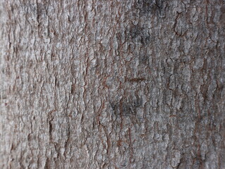 The background pattern of the old wood tree, which is a natural beauty