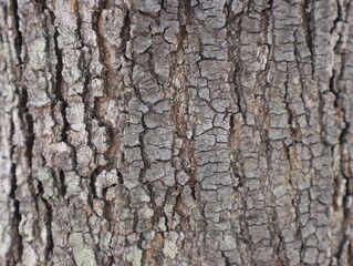 The background pattern of the old wood tree, which is a natural beauty