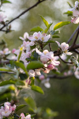 Fototapeta na wymiar Apple tree blooming with pink flowers in spring 