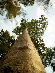 Fototapeta premium Tall trees overlooking the sky