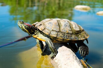 Turtle on the stone in the middle of the pond