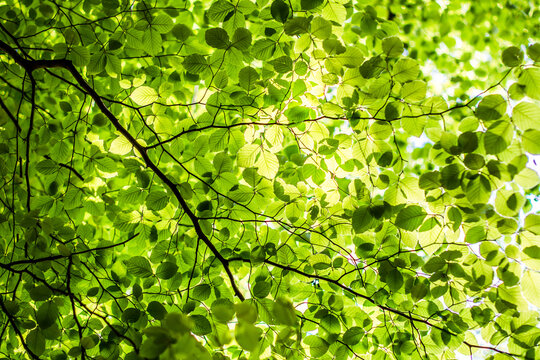 Blätterdach Baumkrone Grün Lichtspiel