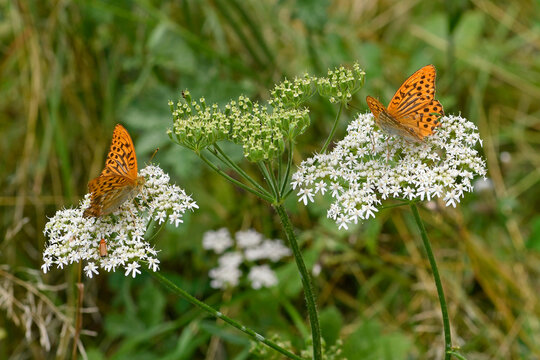 Kaisermantel (Argynnis paphia) sitzten auf einem Wiesen-B&auml;renklau (Heracleum sphondylium) / Silver-washed fritillary on a common hogweed