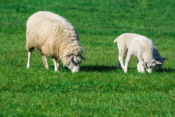 Lamm Schaf Wolle Fell Tier Bauernhof Landwirtschaft
