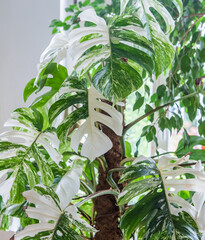Urban jungle - Zimmerpflanzen - Monstera - Monstera Deliciosa Variegata