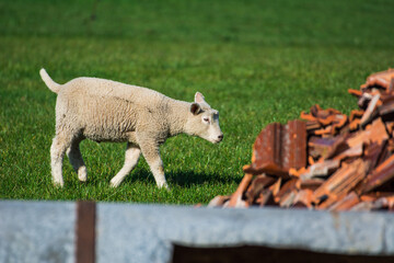 Lamm Schaf Wolle Fell Tier Bauernhof Landwirtschaft