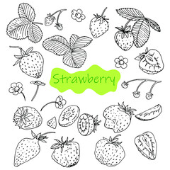 strawberry, set, isolated berries, sketch, doodle berries, black and white color, hand drawing, vector illustration