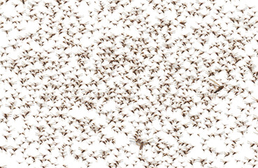 Migratory locust swarm. Locusta migratoria. Acrididae. Oedipodinae. Agriculture and pest control. Isolated on a white background 