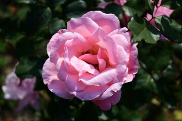 Close up of one large and delicate vivid pink magenta rose in full bloom in a summer garden, in direct sunlight, with blurred green leaves in the background
