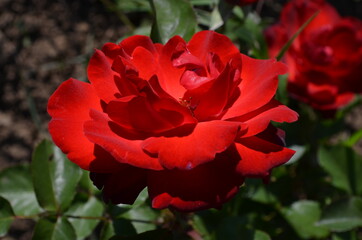 Close up of one fresh delicate red rose in full bloom in a garden towards clear blue sky in a sunny summer day, beautiful outdoor floral background photographed with soft focus