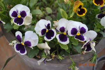 pansies in a pot